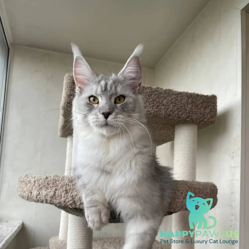 Cevelina Maine Coon female black silver tabby - live animals
