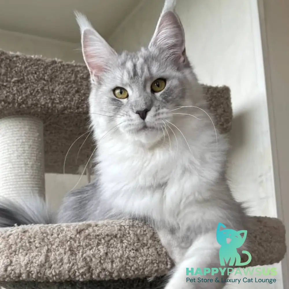 Cevelina Maine Coon female black silver tabby - live animals
