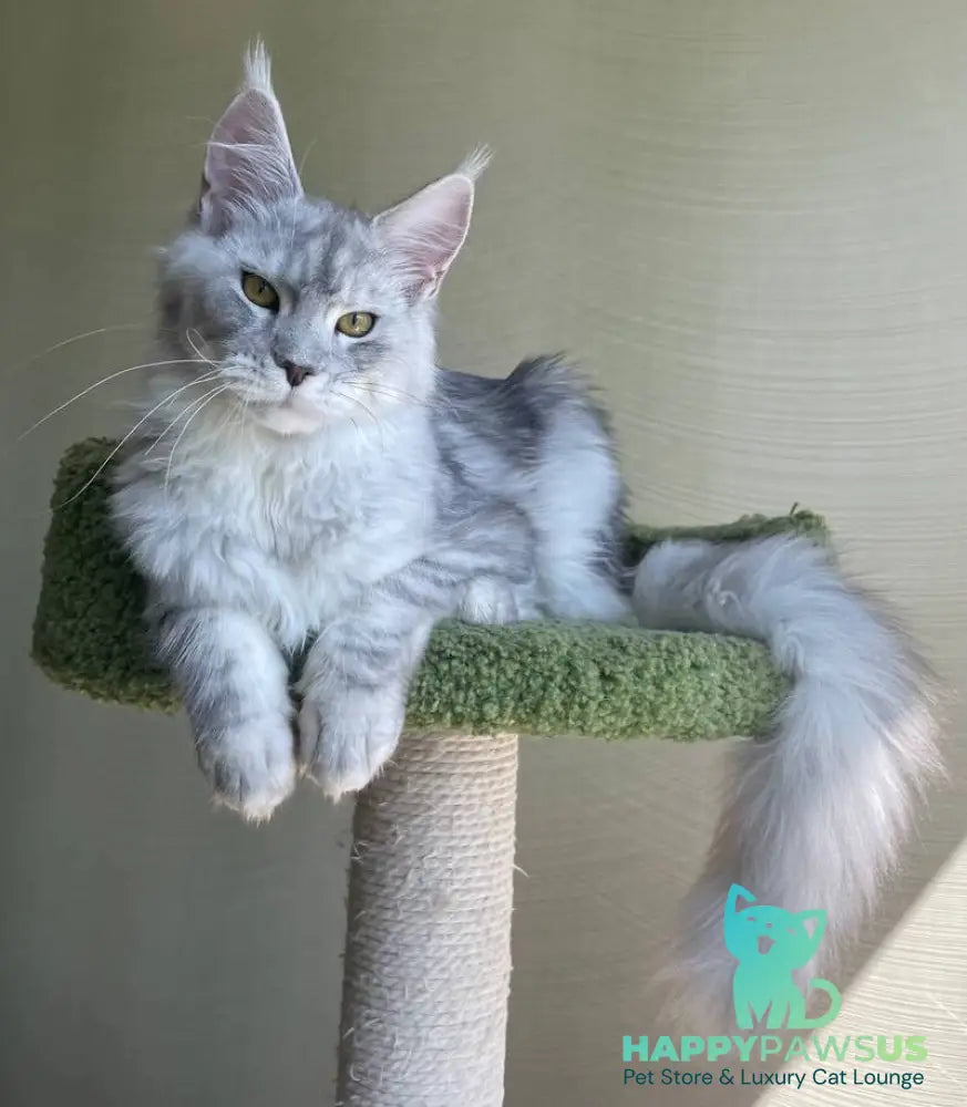Cevelina Maine Coon female black silver tabby - live animals