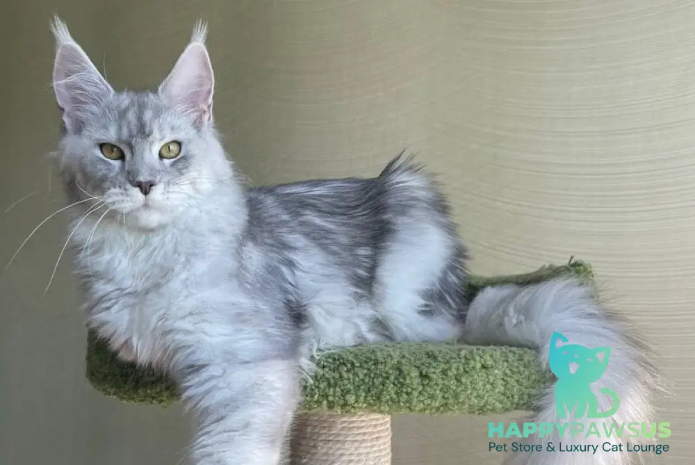 Cevelina Maine Coon female black silver tabby - live animals