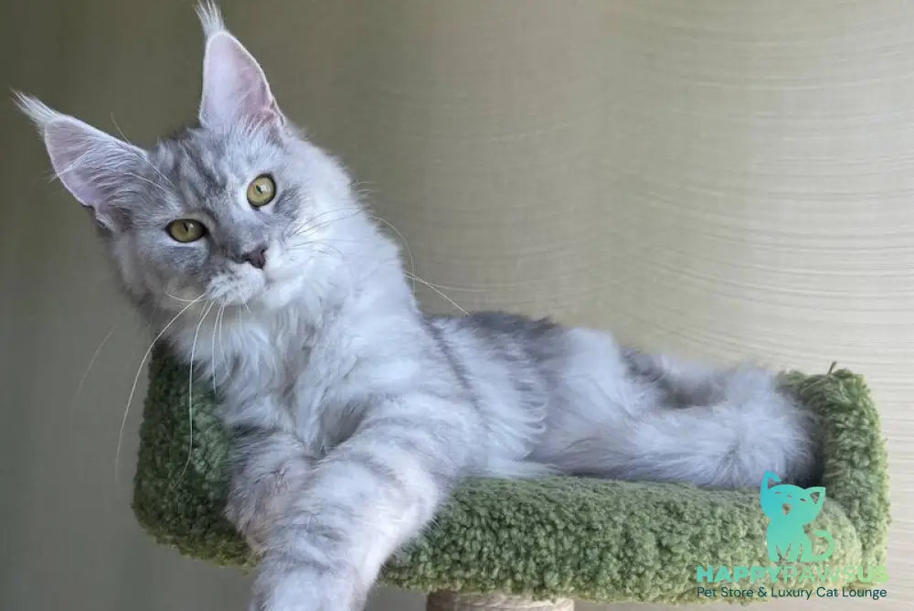 Cevelina Maine Coon female black silver tabby - live animals