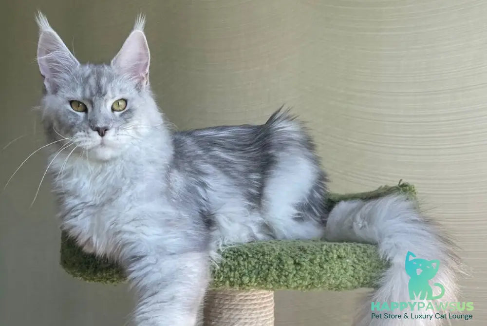 Cevelina Maine Coon female black silver tabby - live animals