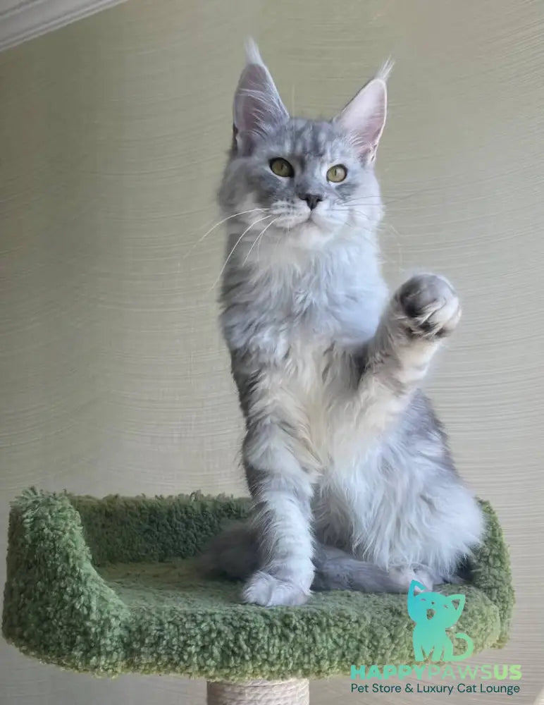 Cevelina Maine Coon female black silver tabby - live animals