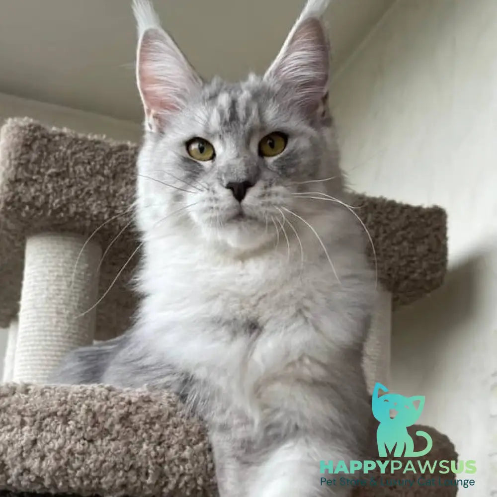 Cevelina Maine Coon female black silver tabby - live animals