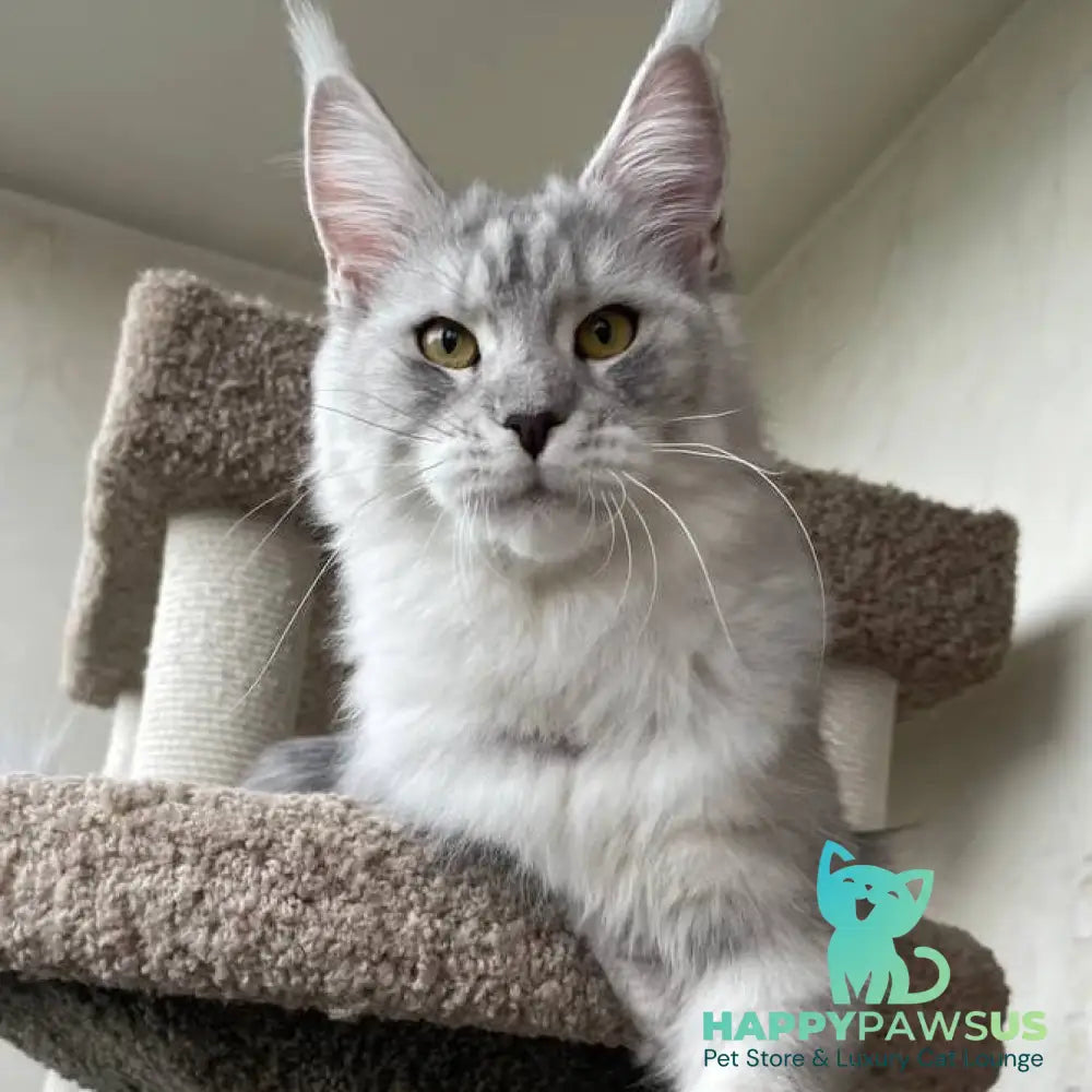 Cevelina Maine Coon female black silver tabby - live animals