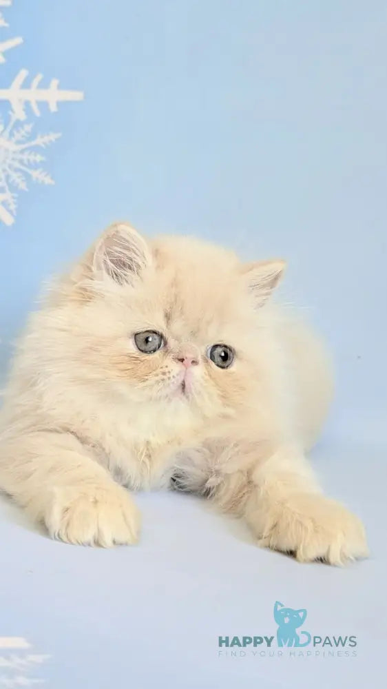 Cеvin Persian male cream live animals