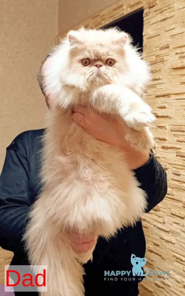 Cеvin Persian male cream live animals