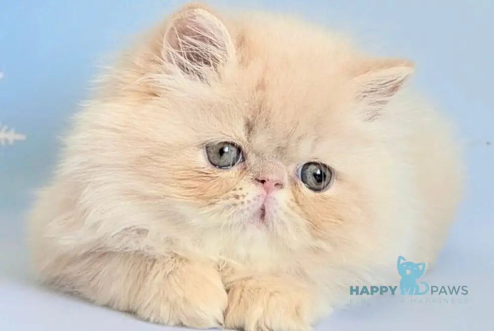 Cеvin Persian male cream live animals