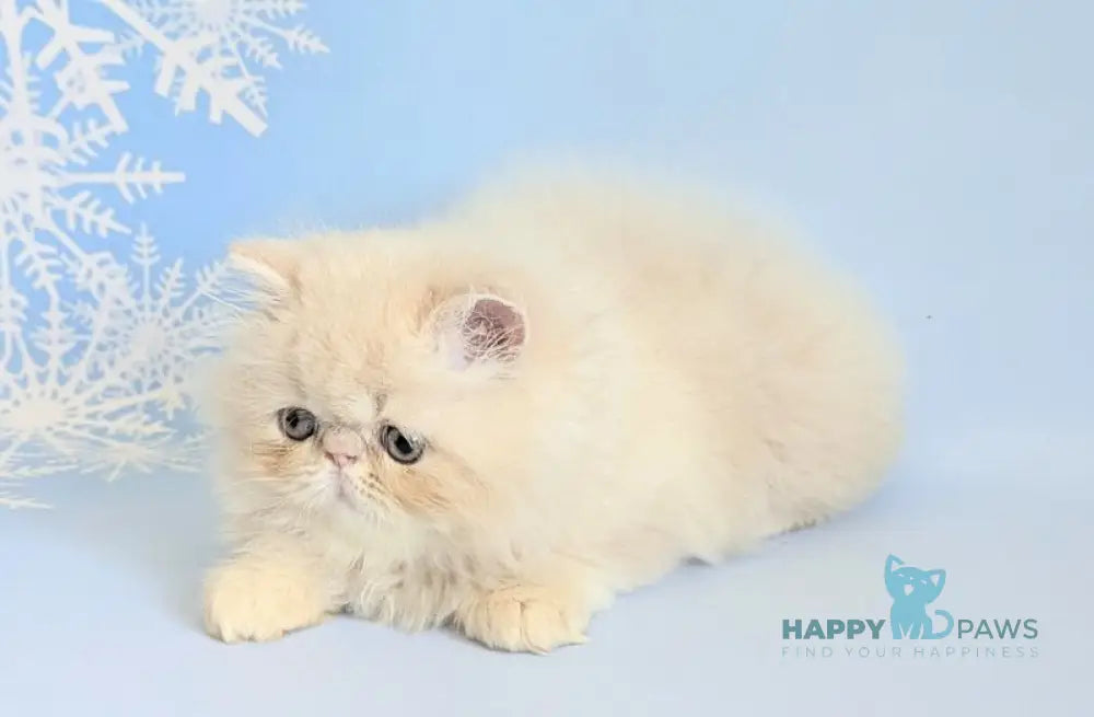 Cеvin Persian male cream live animals