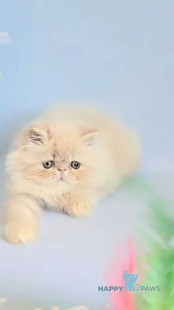 Cеvin Persian male cream live animals