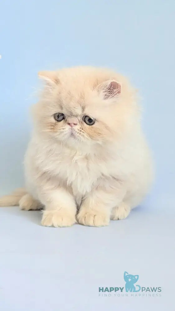 Cеvin Persian male cream live animals