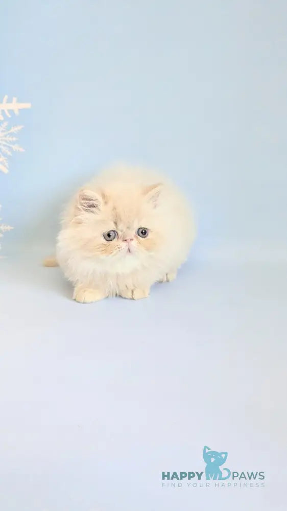 Cеvin Persian male cream live animals