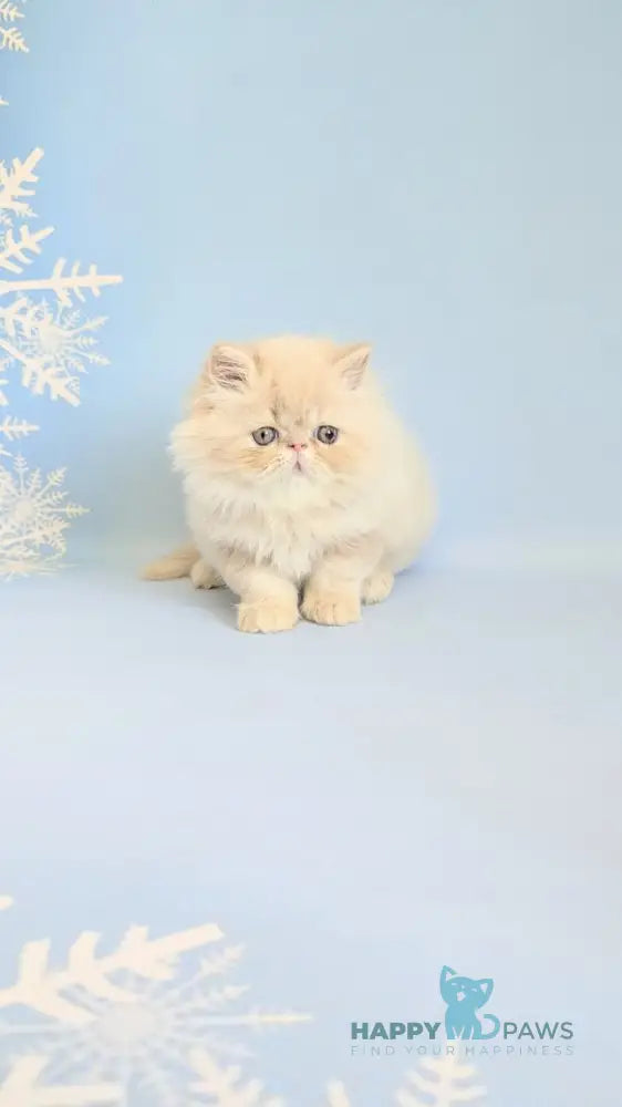 Cеvin Persian male cream live animals