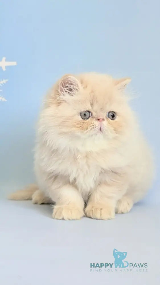 Cеvin Persian male cream live animals