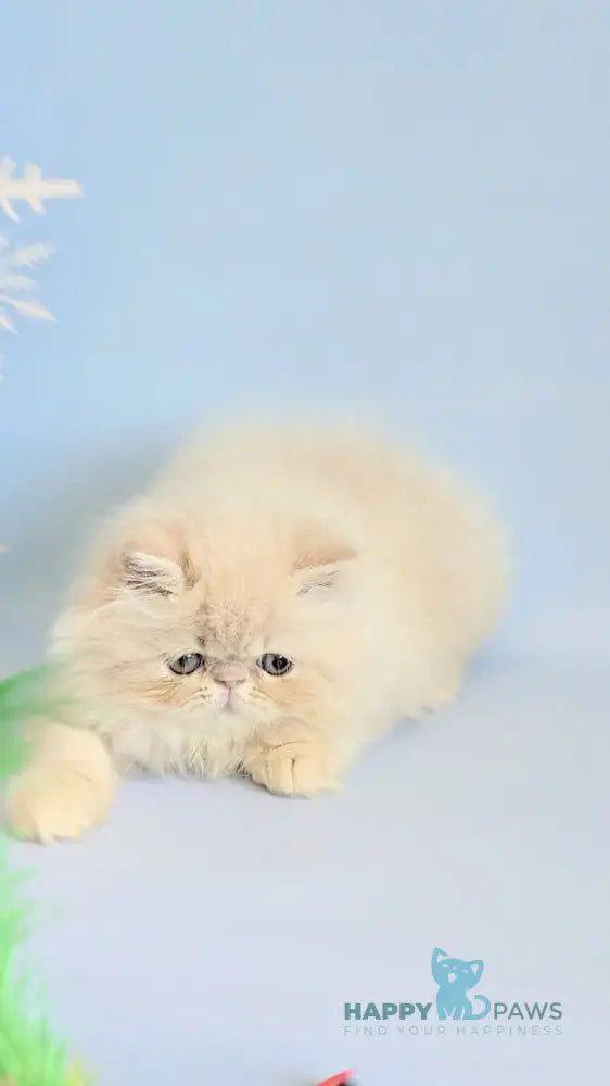 Cеvin Persian male cream live animals