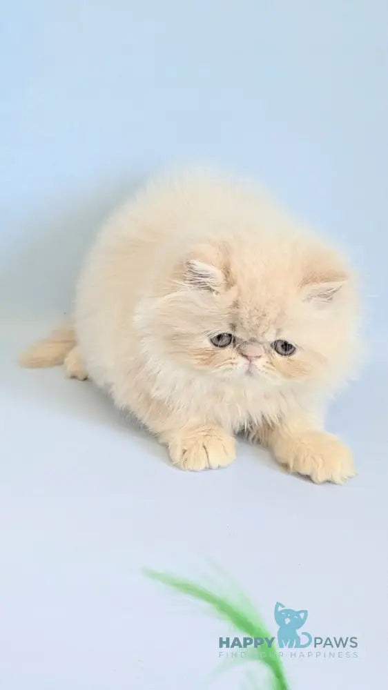 Cеvin Persian male cream live animals