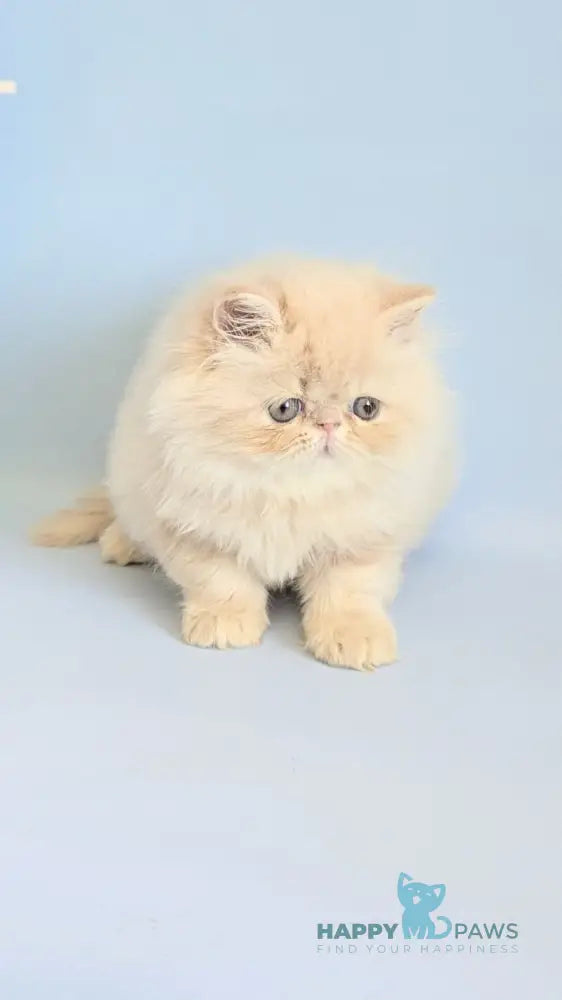 Cеvin Persian male cream live animals