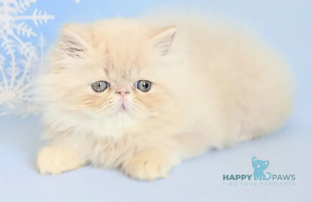 Cеvin Persian male cream live animals