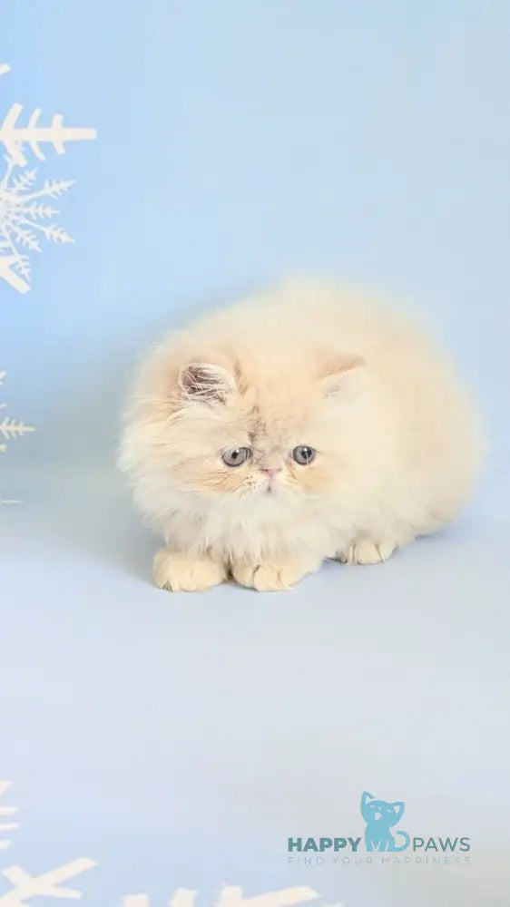 Cеvin Persian male cream live animals