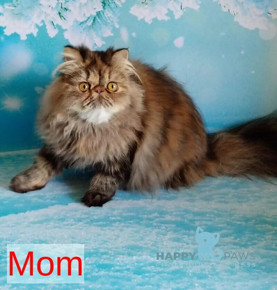 Cеvin Persian male cream live animals