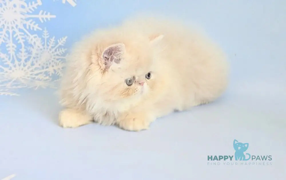 Cеvin Persian male cream live animals