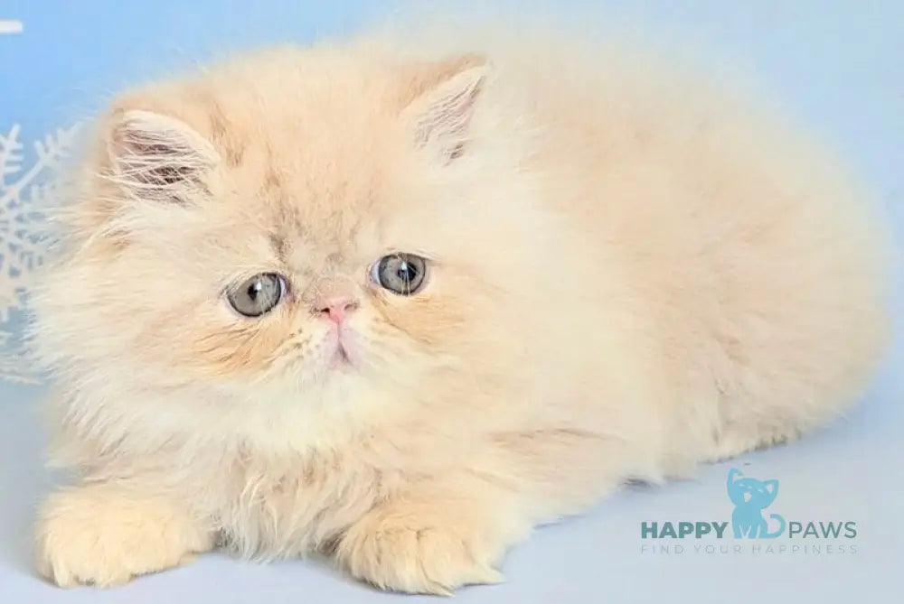 Cеvin Persian male cream live animals