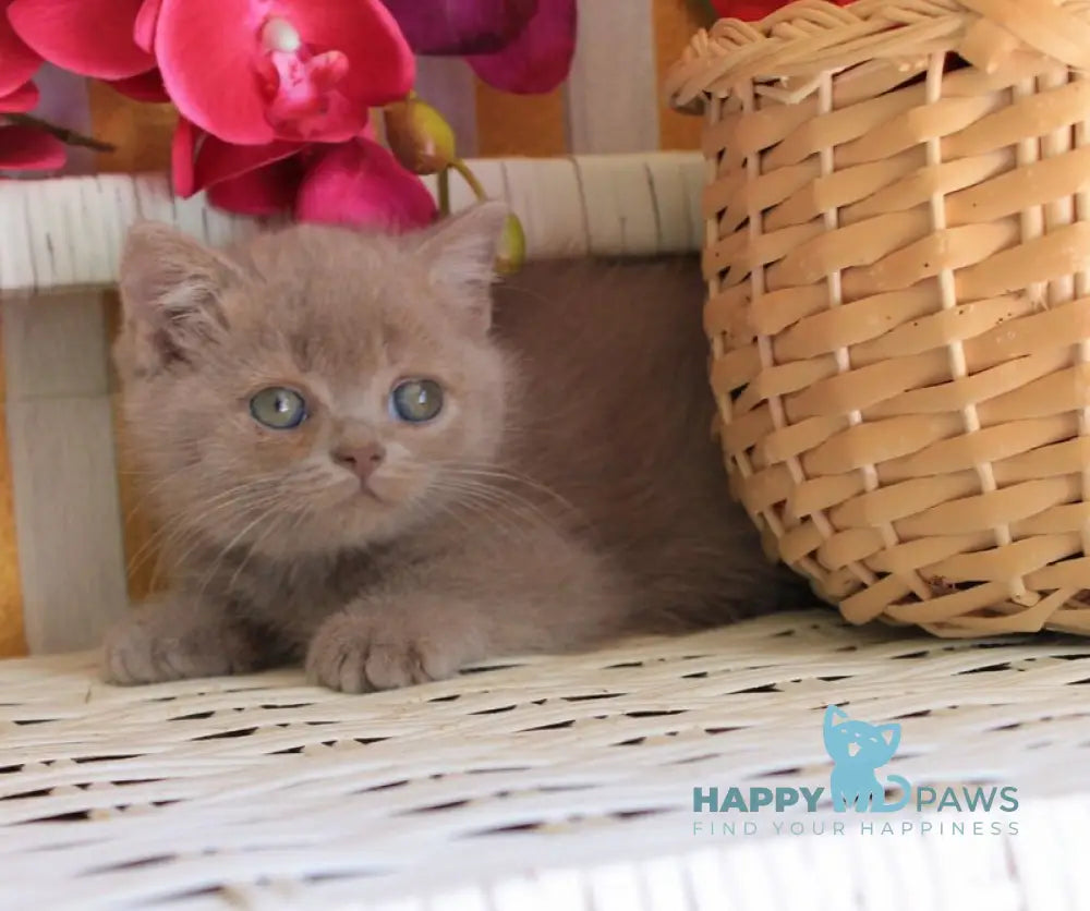 Chak British Shorthair male lilac live animals
