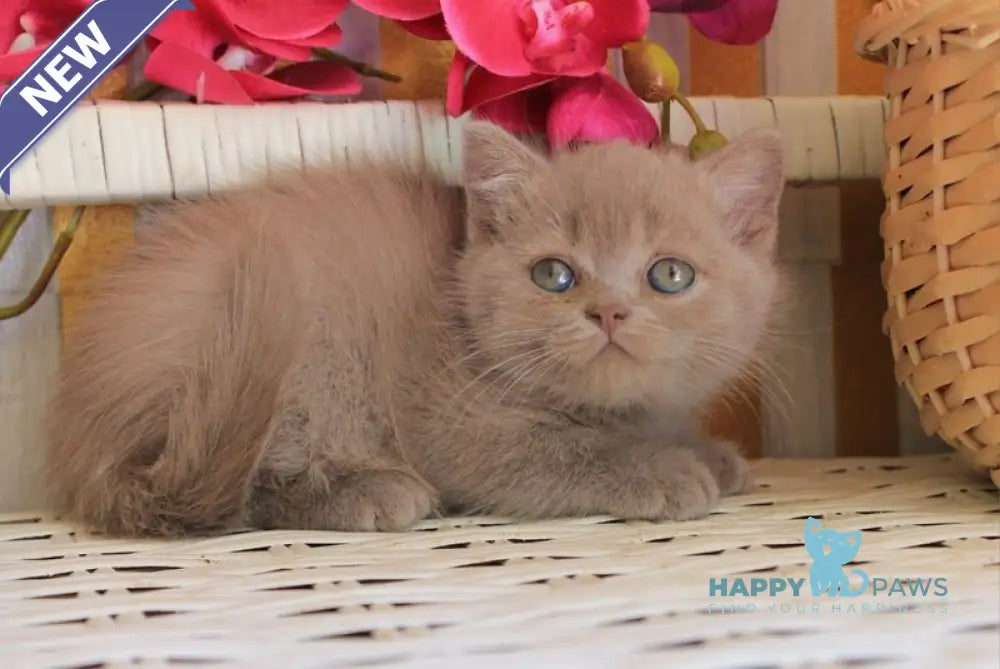 Chak British Shorthair male lilac live animals