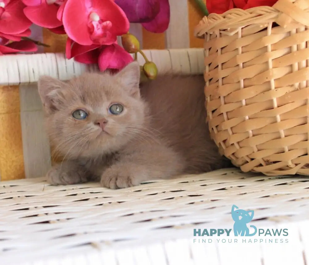 Chak British Shorthair male lilac live animals