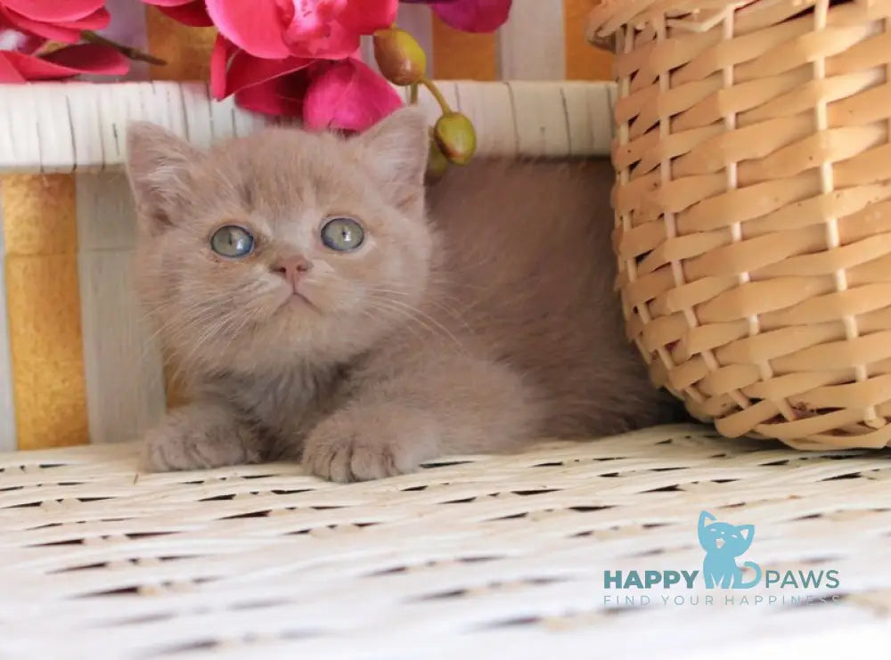 Chak British Shorthair male lilac live animals