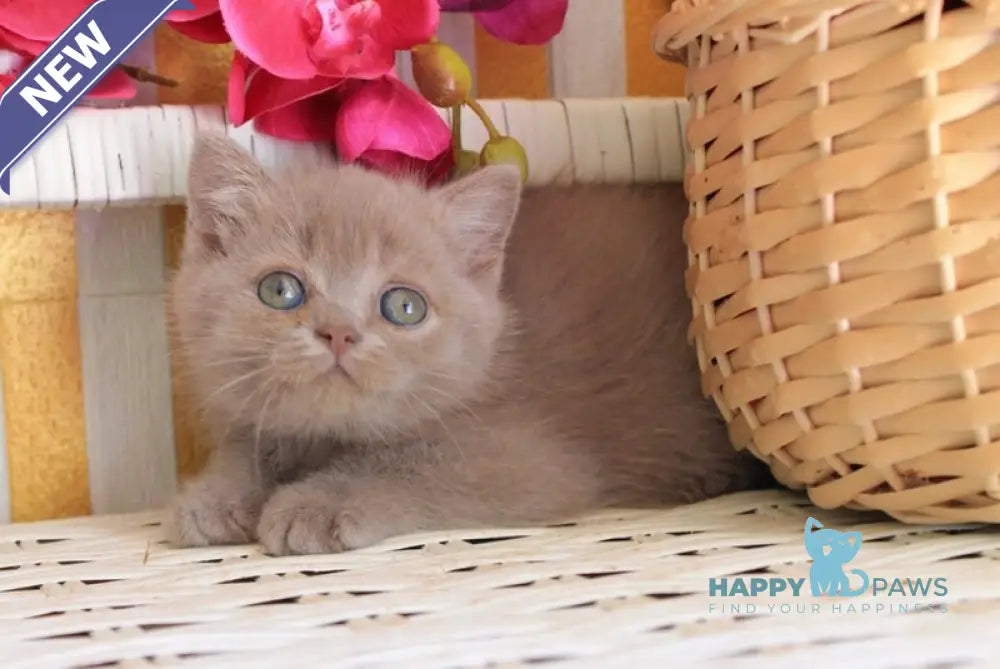 Chak British Shorthair male lilac live animals