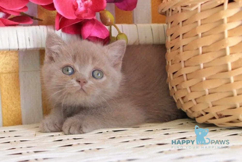 Chak British Shorthair male lilac live animals