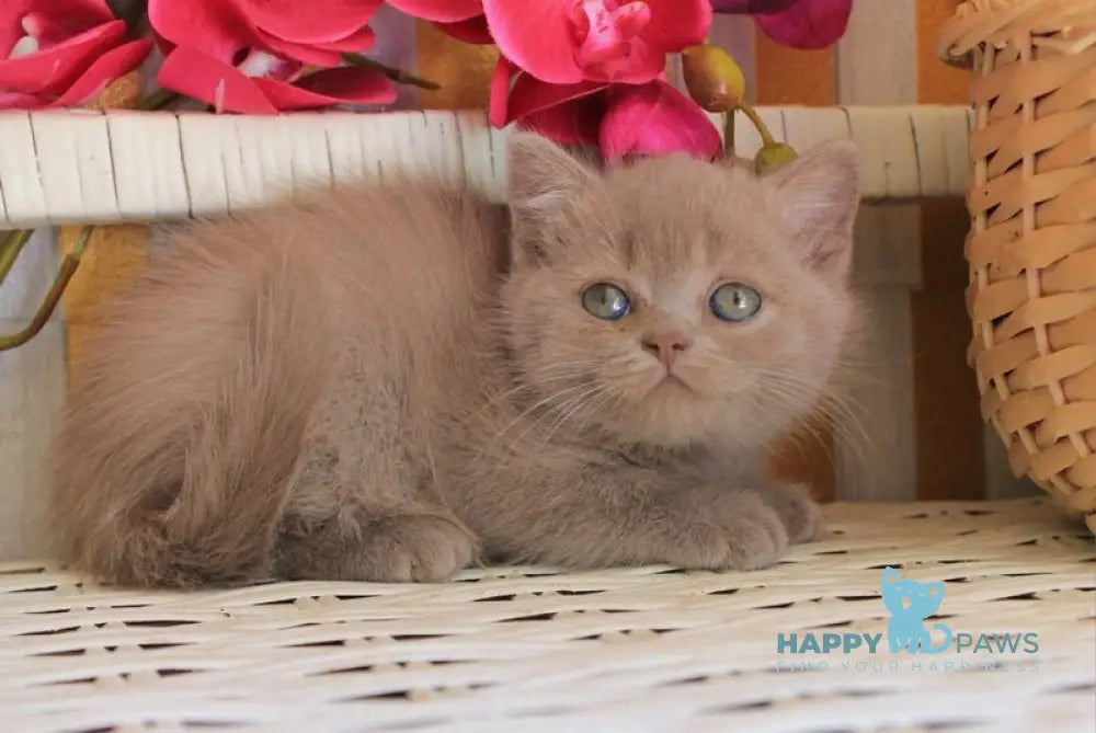 Chak British Shorthair male lilac live animals