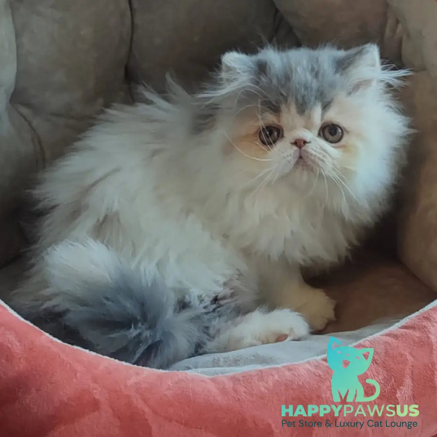 Chamomile Persian female blue tortie bicolour - live animals