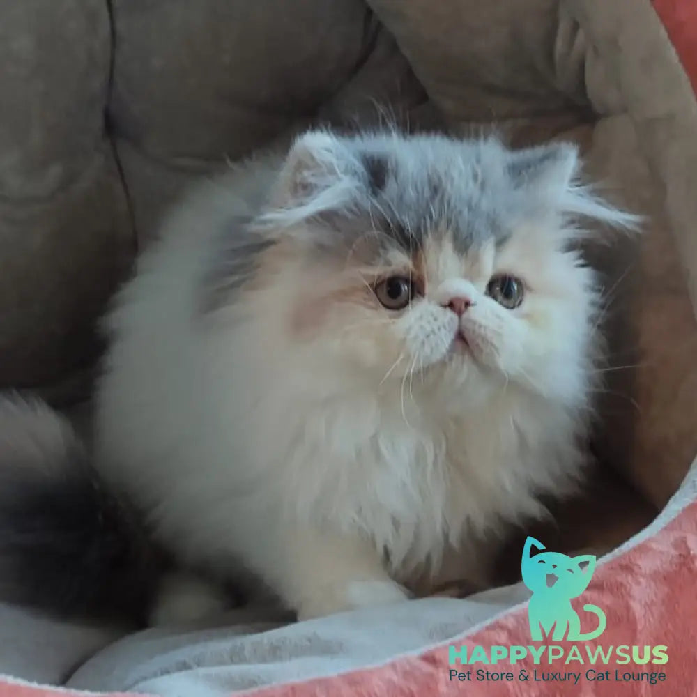 Chamomile Persian female blue tortie bicolour - live animals