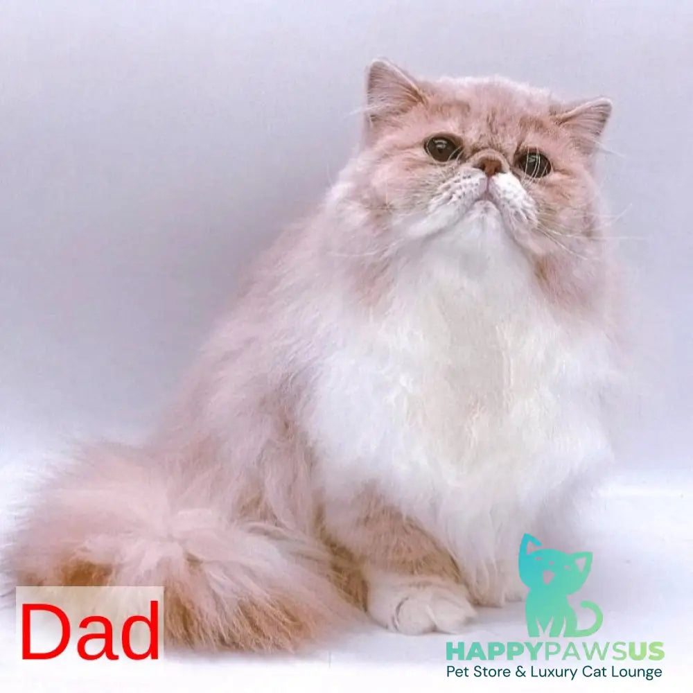 Chamomile Persian female blue tortie bicolour - live animals