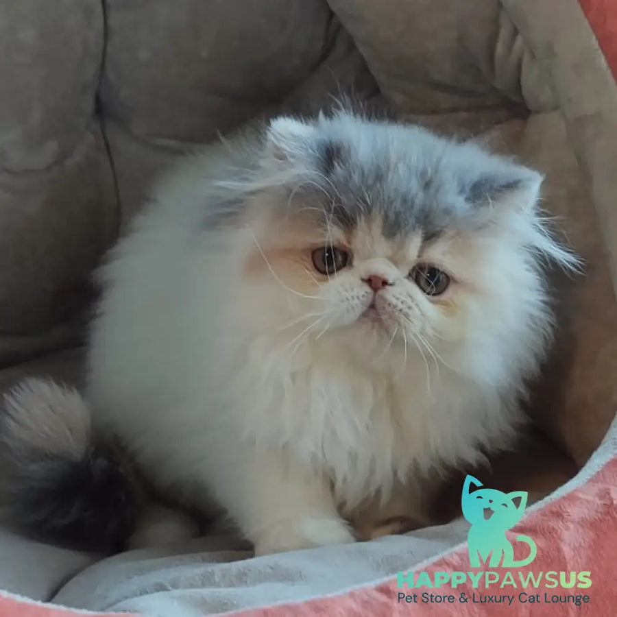 Chamomile Persian female blue tortie bicolour - live animals