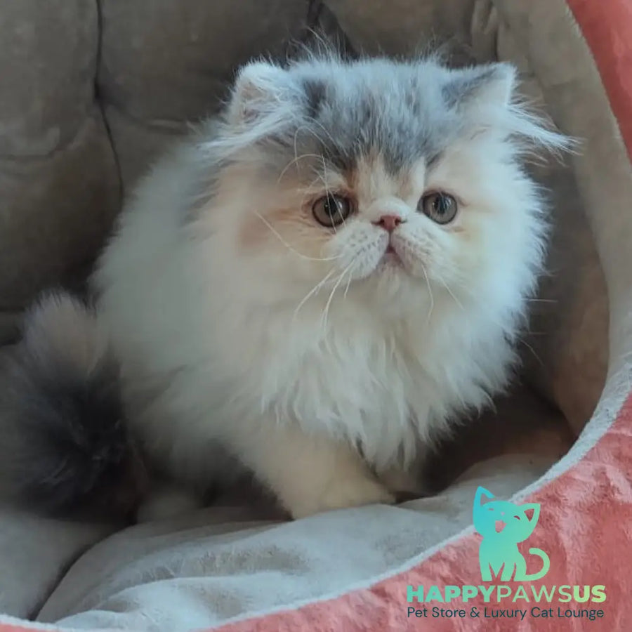 Chamomile Persian female blue tortie bicolour - live animals