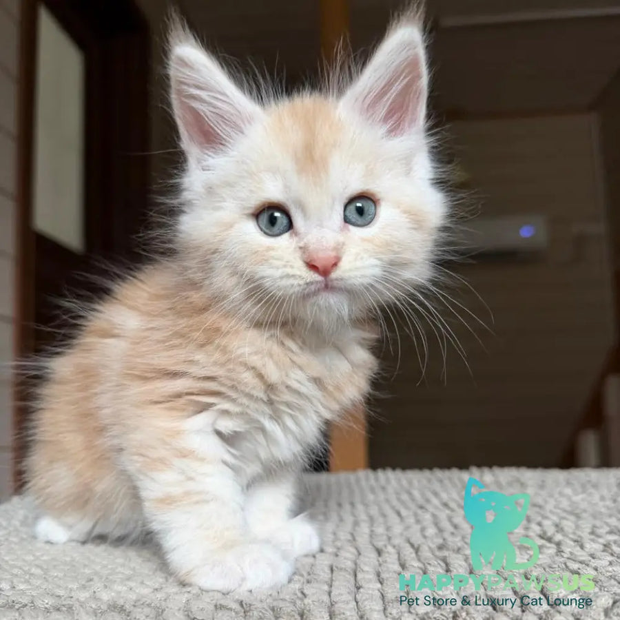 Champ Maine Coon male red silver tabby - live animals
