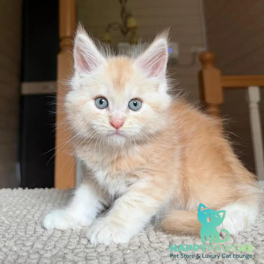 Champ Maine Coon male red silver tabby - live animals