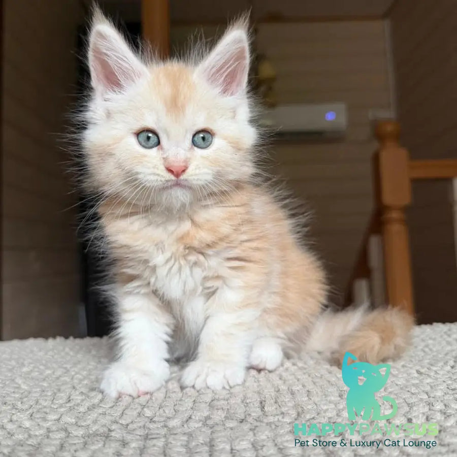 Champ Maine Coon male red silver tabby - live animals