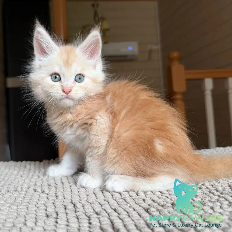 Champ Maine Coon male red silver tabby - live animals