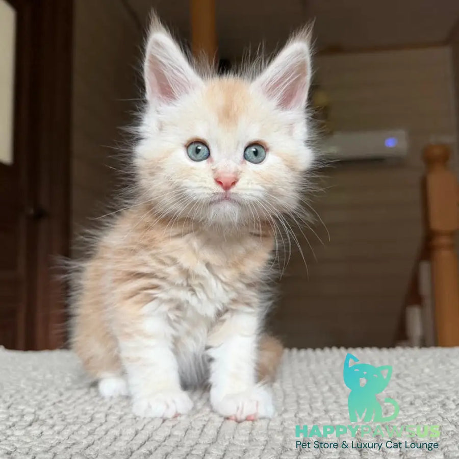 Champ Maine Coon male red silver tabby - live animals