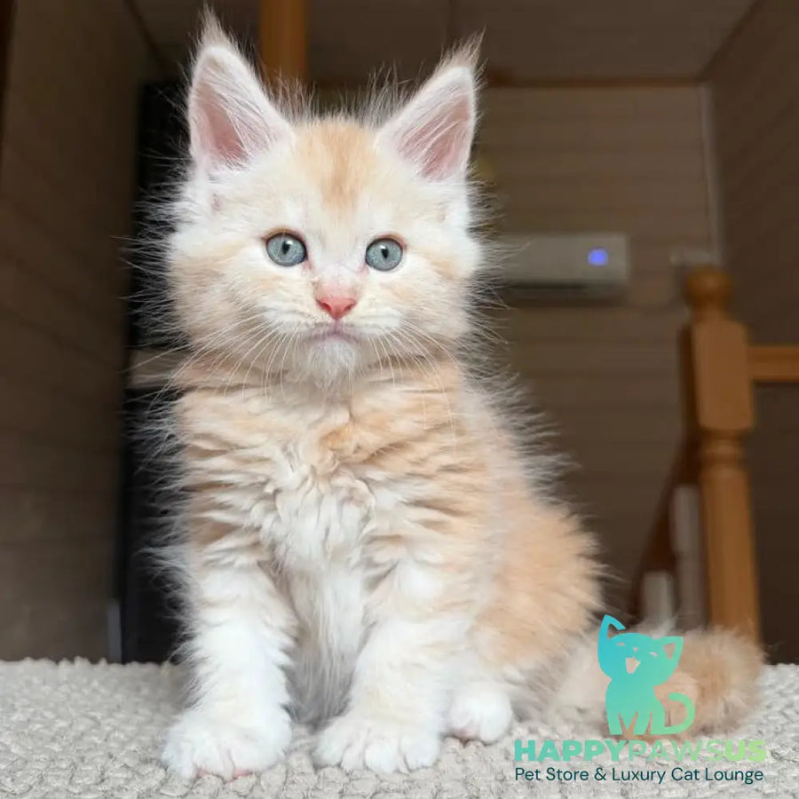 Champ Maine Coon male red silver tabby - live animals