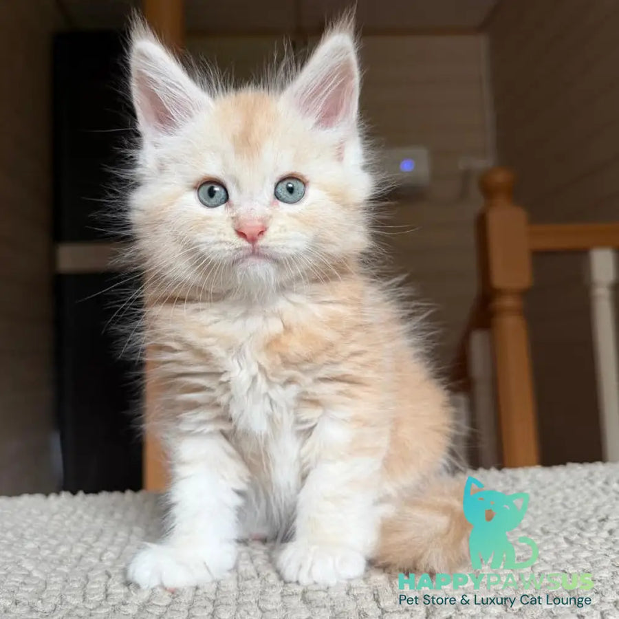 Champ Maine Coon male red silver tabby - live animals