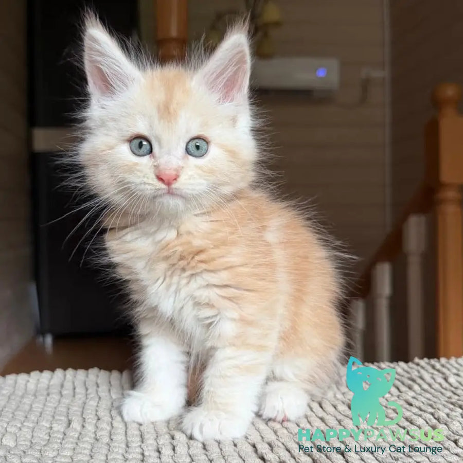 Champ Maine Coon male red silver tabby - live animals