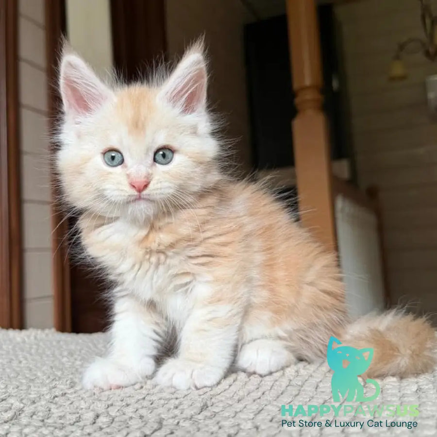 Champ Maine Coon male red silver tabby - live animals
