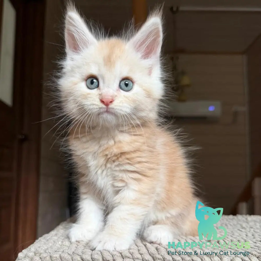 Champ Maine Coon male red silver tabby - live animals