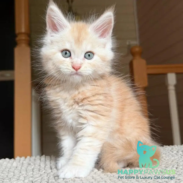 Champ Maine Coon male red silver tabby - live animals
