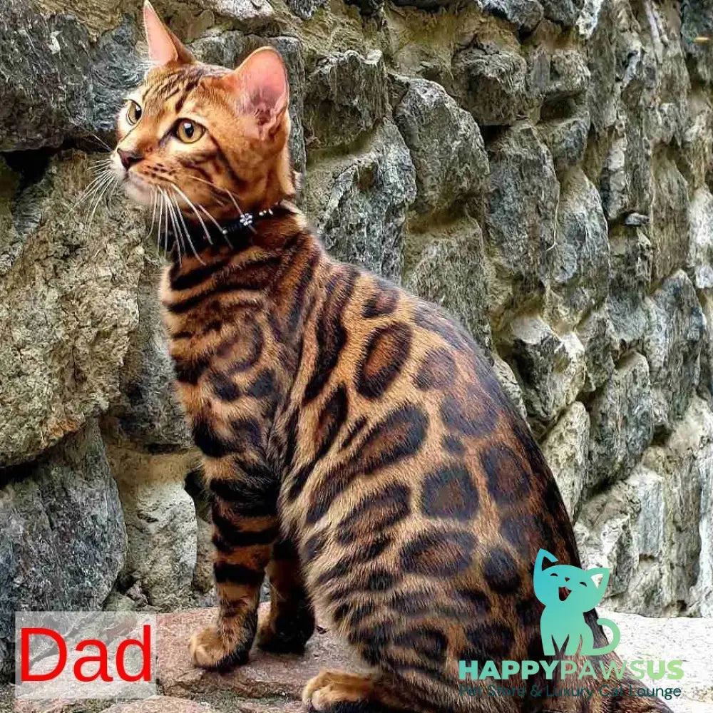 Chanel Bengal female black spotted tabby - live animals
